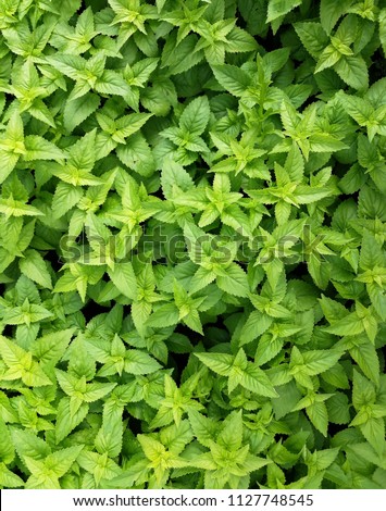 Green Leaves Background 