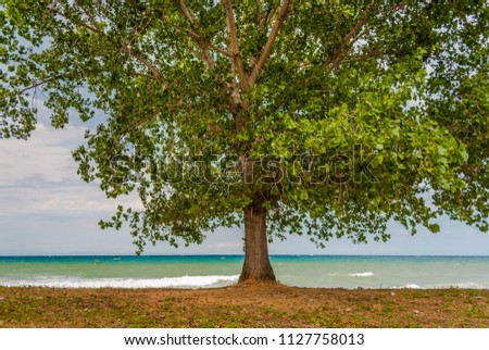 Deserted beach with one tree