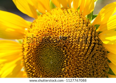 Bright yellow, orange sunflower on field. Beautiful rural landscape of sunflower field in sunny day. Flower on farm field, grown as crop for its edible oil. As background for card. Selective focus