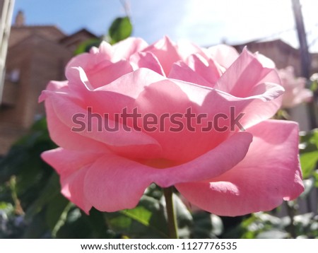 Close-up of pink roses in the garden Royalty-Free Stock Photo #1127776535