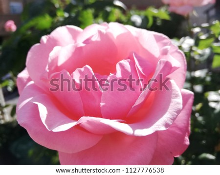 Close-up of pink roses in the garden Royalty-Free Stock Photo #1127776538