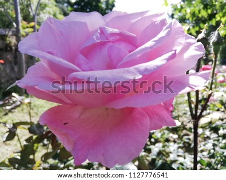 Close-up of pink roses in the garden Royalty-Free Stock Photo #1127776541