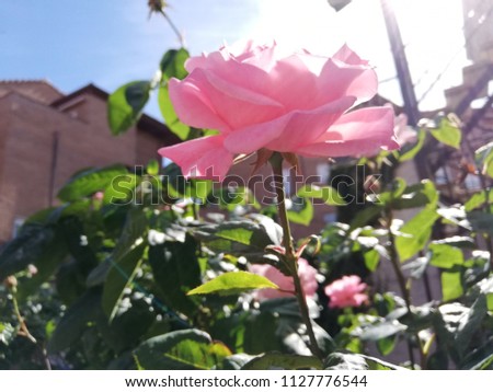 Close-up of pink roses in the garden Royalty-Free Stock Photo #1127776544