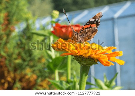 European peacock butterfly on flower
