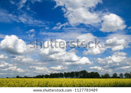 Beautiful clouds whirling against the blue sky, yellow rapeseed field at the bottom.
