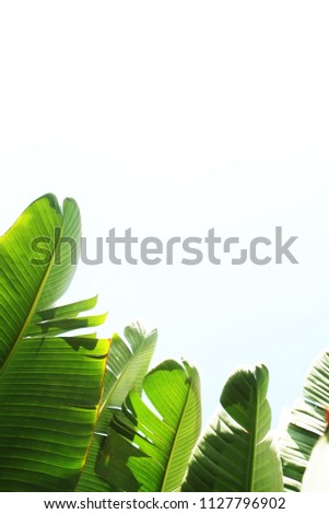 Group of big green banana leaves of exotic palm tree in sunshine on white background. Tropical plant foliage with visible texture. Pollution free symbol. Close up, copy space.