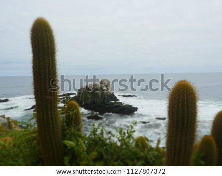 Pictures of tall cactus in Punta de Lobos Beach, Chile.