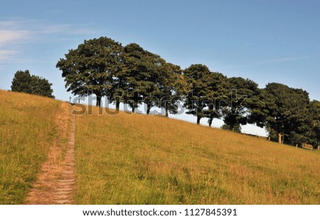 a stone pathway leading to the top of a hill in a summer meadow with a line of green trees and bright sunny sky with a direction sign in the distance