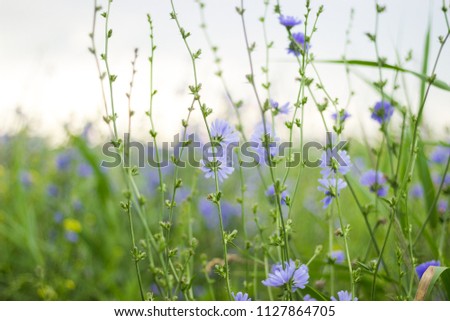 field with lilac flowers