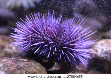 Purple sea urchin housed in an aquarium  Royalty-Free Stock Photo #1127884655