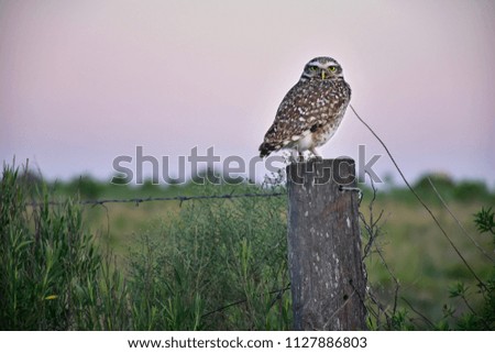 Own standing in a fence-post in the countryside