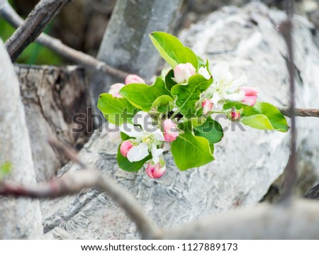 nice and tender apple tree flower. holiday and easter background