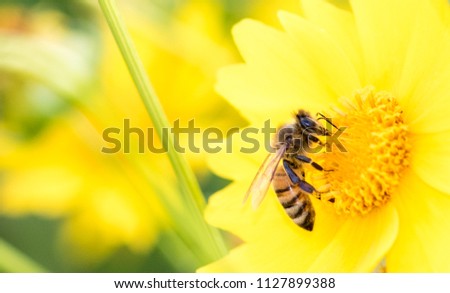 A hungry Honeybee collecting honey from an yellow flower  Royalty-Free Stock Photo #1127899388