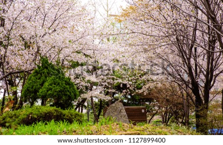 Beautiful pink blossoms of Spring taken during Spring in Seoul, Korea. Royalty-Free Stock Photo #1127899400
