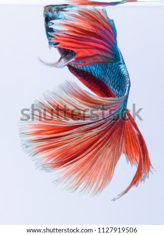 Halfmoon betta fish, siamese fighting fish, Capture moving of fish, abstract background of fish tail
