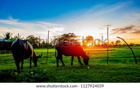 Silhouette picture of Two Buffalo Eating grass in pastures green. Background beautiful sun light in the evening.

