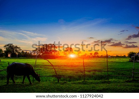 Silhouette picture of  Buffalo Eating grass in pastures green. Background beautiful sun light in the evening.
