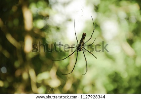 Spider and web spider on green background, blurred image
