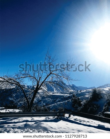 snow winter tree sunset