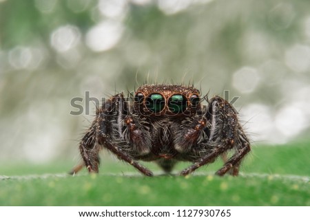 Jumping spiders are a group of spiders in the family Salticidae, which is considered to be the most populous spider family. There are more than 5,000 species and is divided into more than 500 species,
