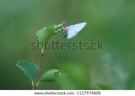 beautiful butterfly with blue wings on a green background