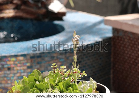 Succulent plants in containers in patio garden.