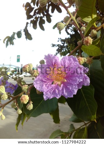 Close up of Queen's Flower (Lagerstroemia speciosa)