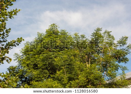 The sky tree nature