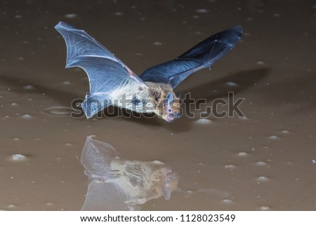 bat flying drinking Royalty-Free Stock Photo #1128023549