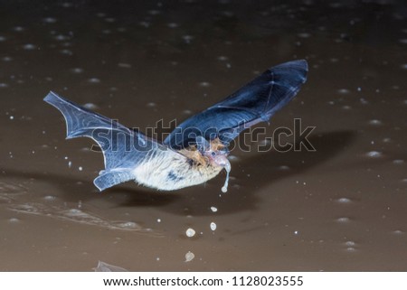 bat flying drinking Royalty-Free Stock Photo #1128023555