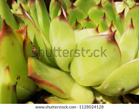 Green cactus plants