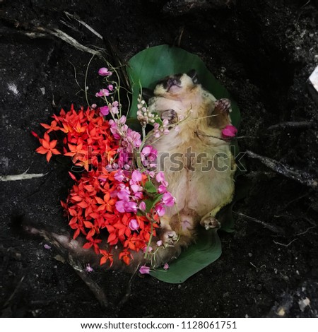 Dead Sugar glider on banana leave with red and pink flower.