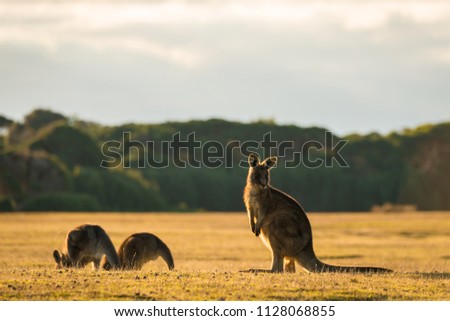 Kangaroo in open field during a golden sunset