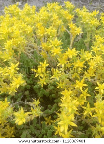 Small flowers. Beautiful yellow petals. On the stone. Background.