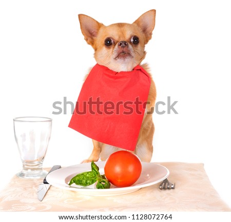 eating chihuahua in front of white background