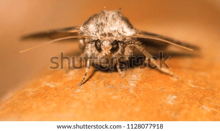 The Owl-Moth sat on a steel pipe of a brownish color