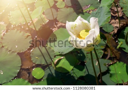 White  lotus flower in nature 
lagoon