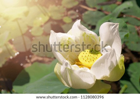 White  lotus flower in nature 
lagoon