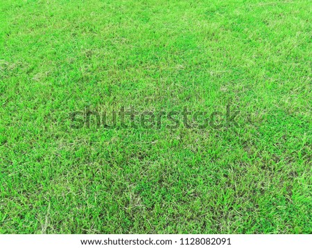 Green grass texture background, Green grass soccer field background