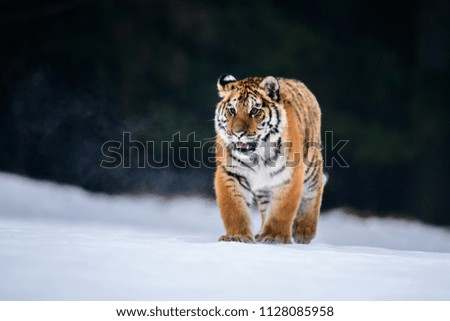 Siberian Tiger in the snow (Panthera tigris)