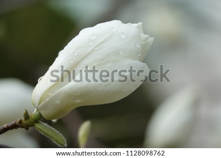 magnolia and raindrops, elegant shape and sparkling drops