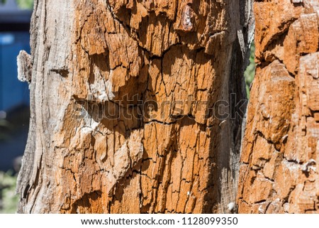 Truncated tree. Natural texture. A piece of a pattern or a desktop wallpaper. Close up photo.