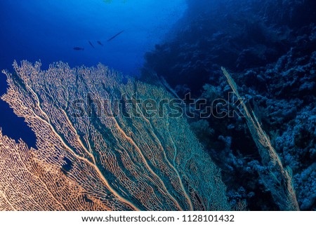 gorgonian coral in the red sea