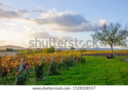 Fall scenery with wineyards and rose bushes and a woman sitting on a bench with her black dog in autumn in Rhineland-Palatinate, Germany near the German wine street with the palatine forest hills Royalty-Free Stock Photo #1128108557