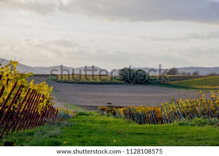 Fall scenery with wineyards in autumn in Rhineland-Palatinate, Germany near the German wine street