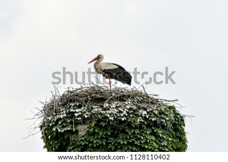 White Stork birds on a nest.