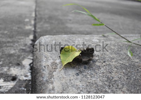 macro Leaves on the ground