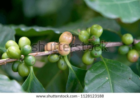 organic   coffee   Red Coffee Cherries On Coffee Plant