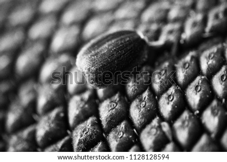 Sunflower with Black Seeds Close-Up. Background texture. Selective focus