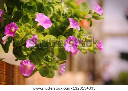 Blooming Petunia on hanging flower pot